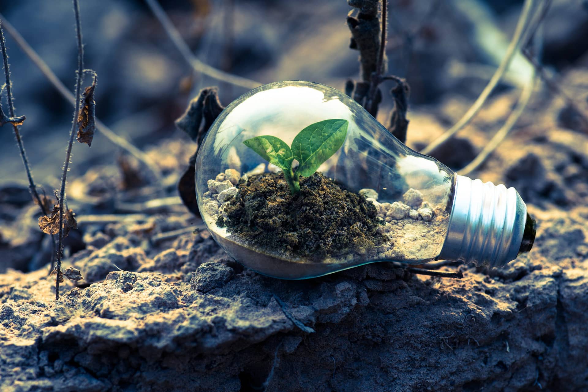clear light bulb planter on gray rock 1108572 scaled